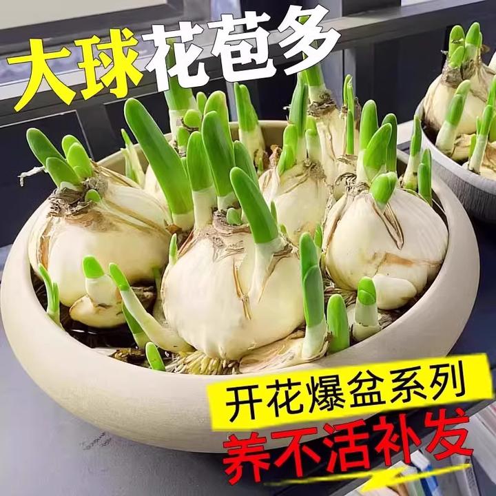 水仙花种球室内好养水培水养漳州水仙盆栽四季开花花卉植物洋水仙