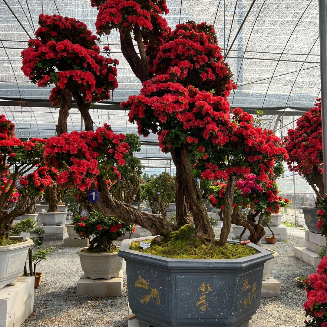 皋月杜鹃花品种杜鹃老桩盆景嫁接地栽植物春季庭院客厅植物