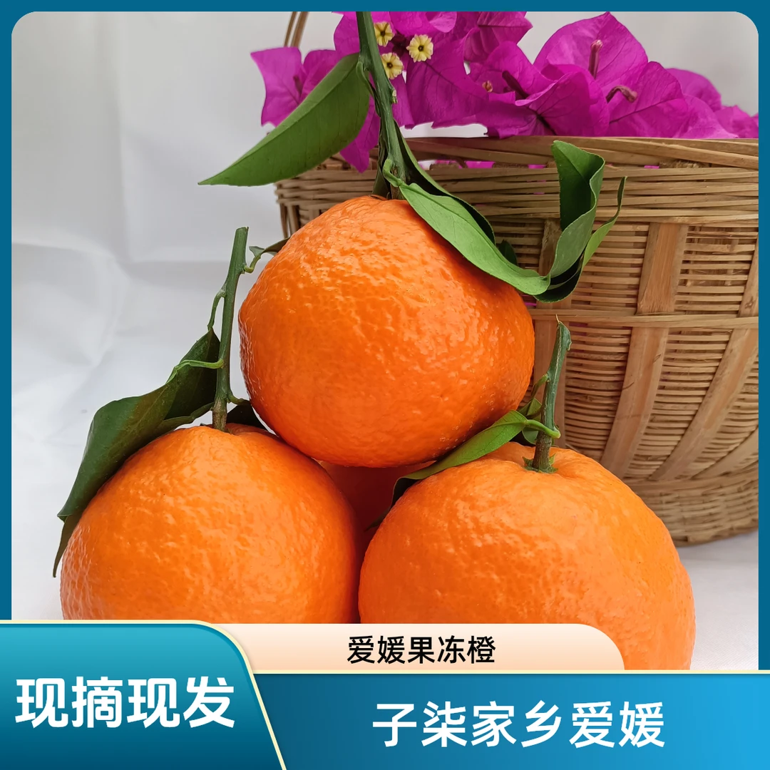 【子柒家乡爱媛成熟了】四川绵阳爱媛果冻橙现摘现发臻选精品好果