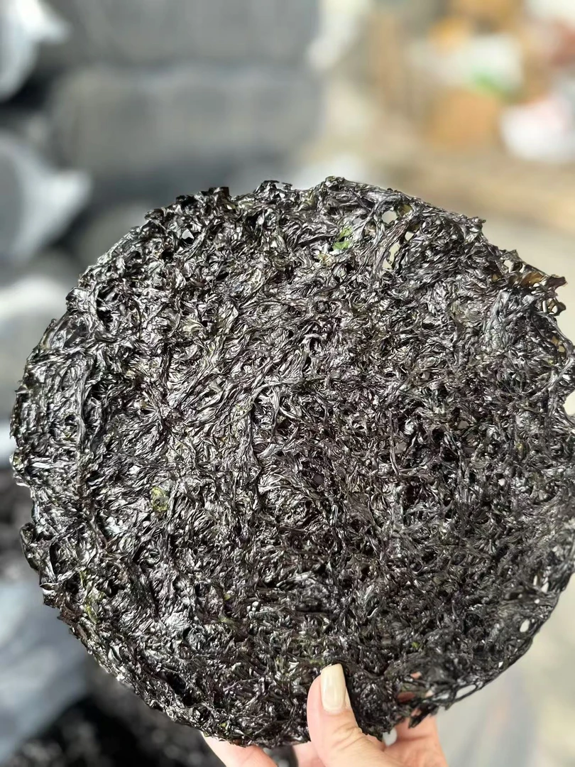 福建霞浦 头水紫菜  散装好吃鲜美营养爽脆生态
