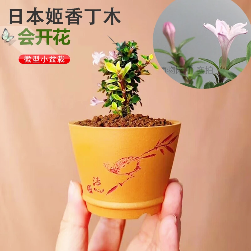 姬香丁木微型植物花小盆景小盆栽成品素材造型苗木九里香小叶达摩