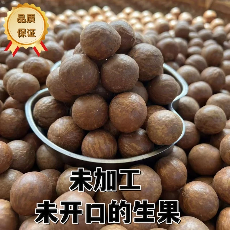 2025云南新鲜夏威夷果生干自然晾晒大果未开口应季坚果送开口器