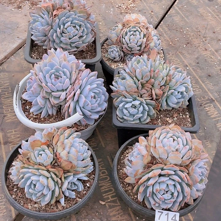 714橙子多肉植物组合