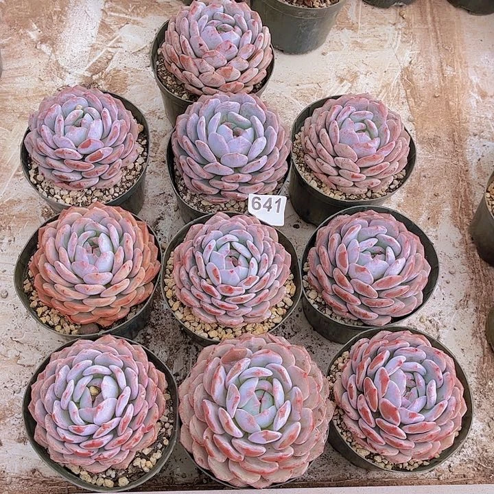 641橙子多肉植物组合