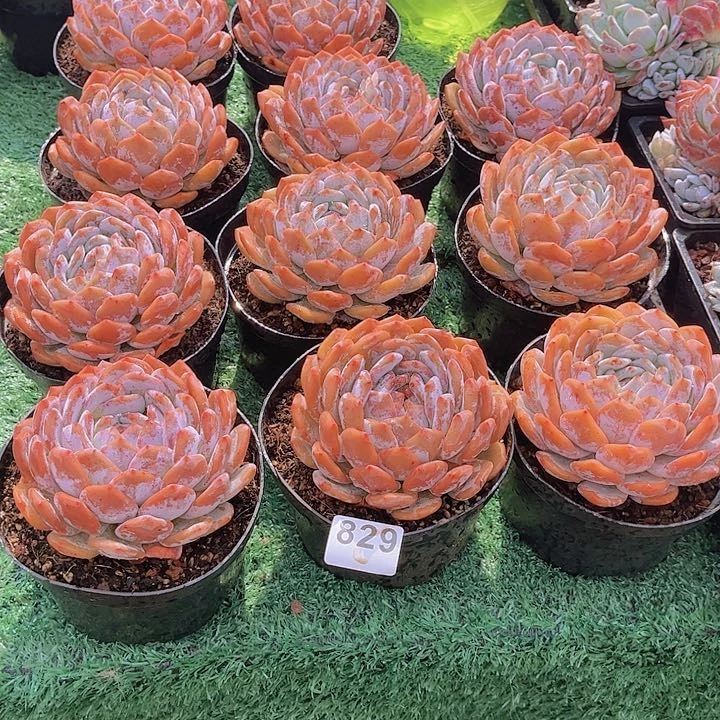 橙子多肉植物829