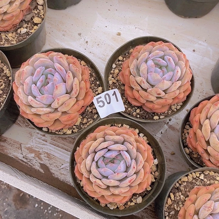 501橙子多肉植物组合