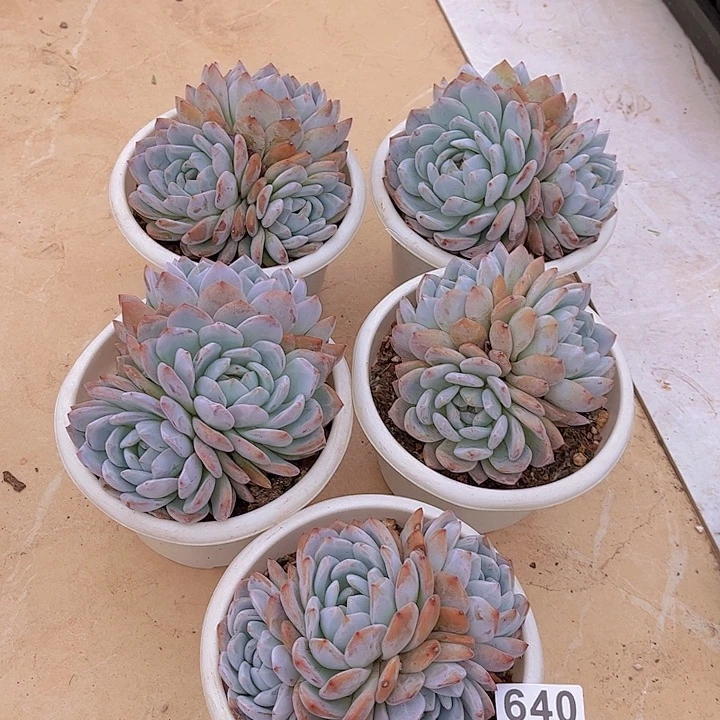 640橙子多肉植物组合