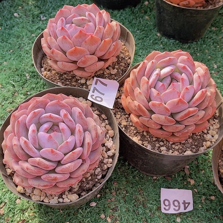 皮*妈677橙子多肉植物组合