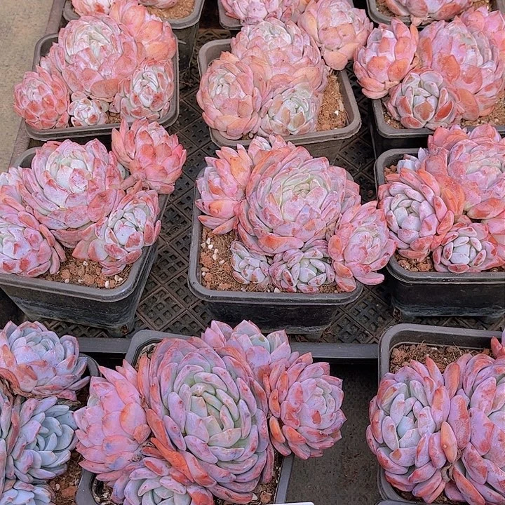 696橙子多肉植物组合