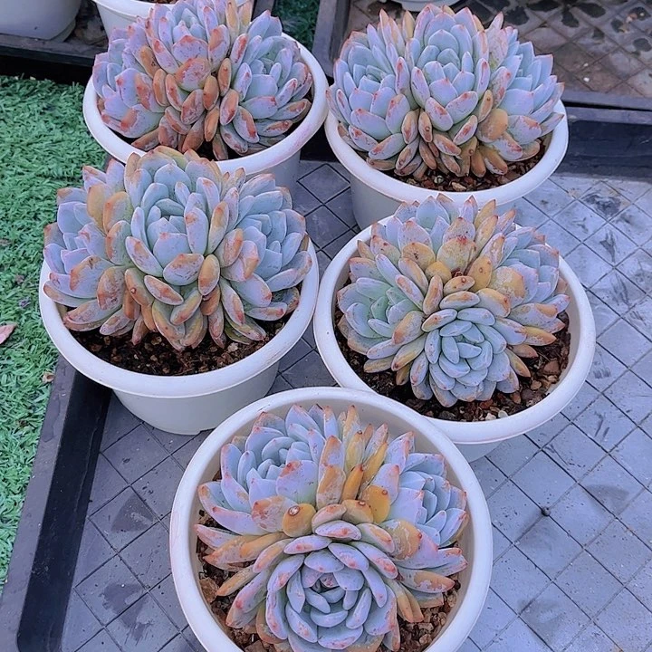 星影5颗多肉植物组合