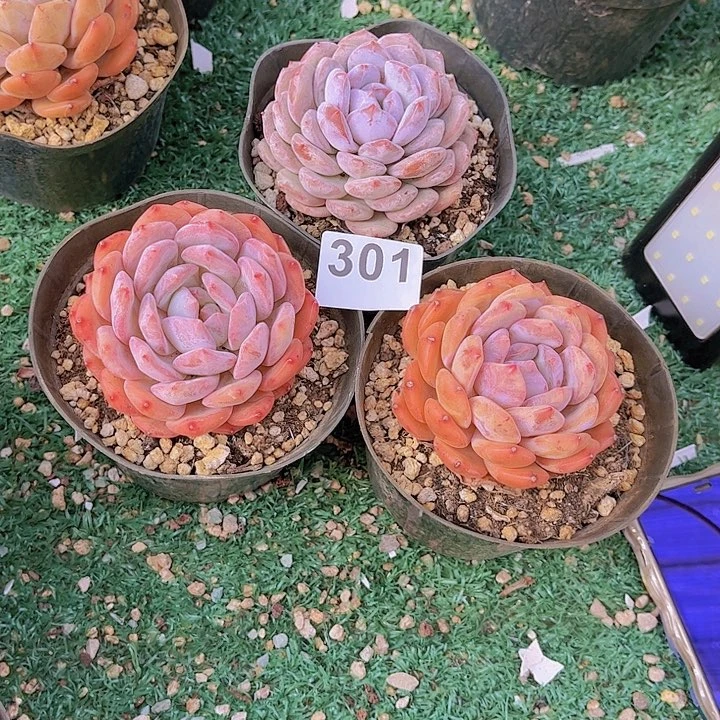 301橙子多肉植物组合