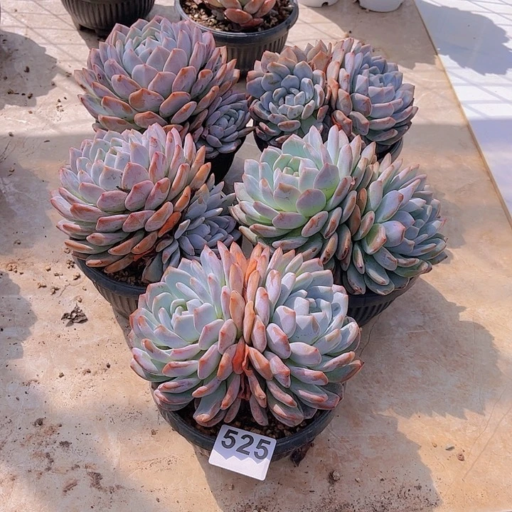 525橙子多肉植物百科