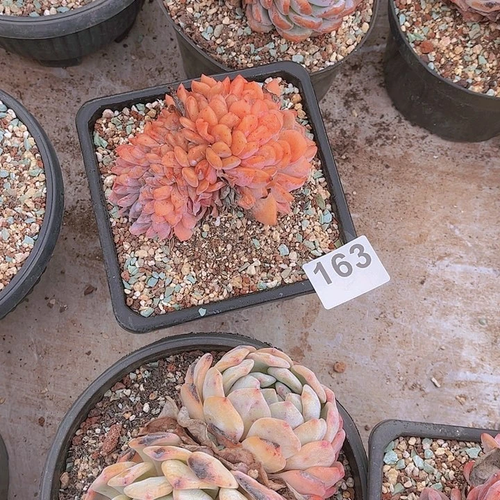 163橙子多肉植物组合