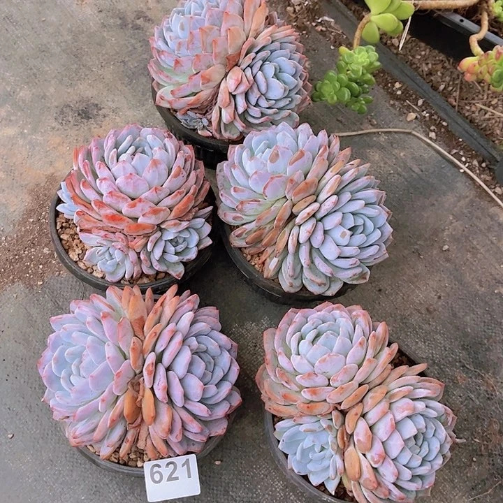 621橙子多肉植物组合