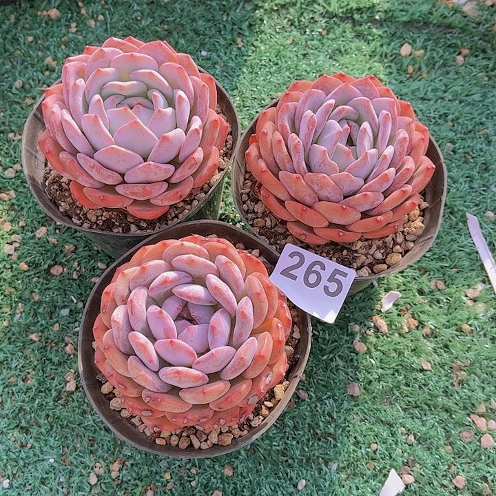 265橙子多肉植物组合