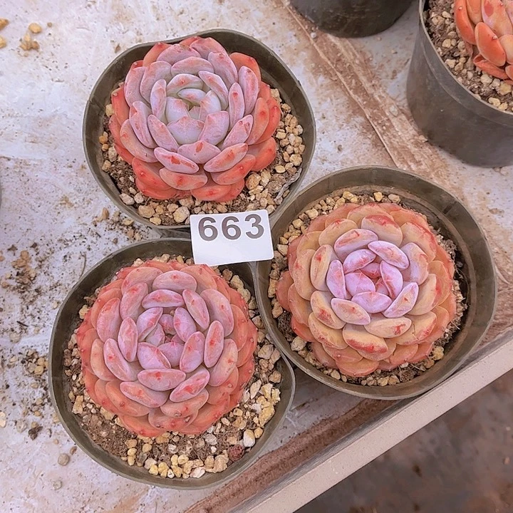 663橙子多肉植物组合