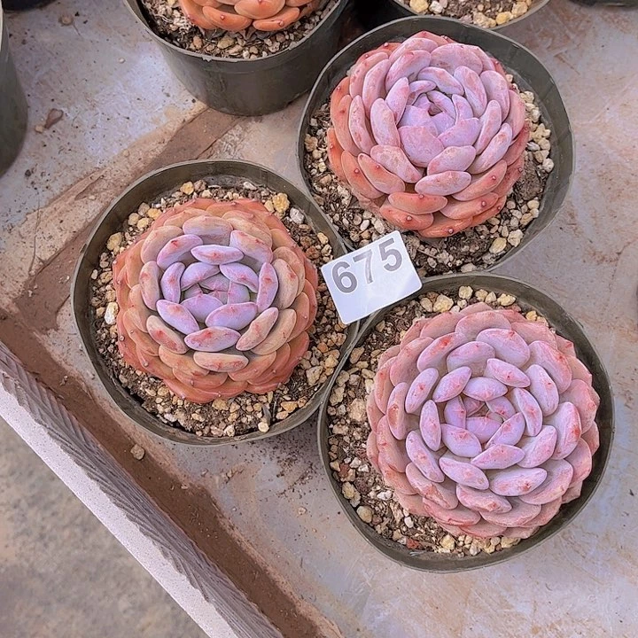 675橙子多肉植物组合