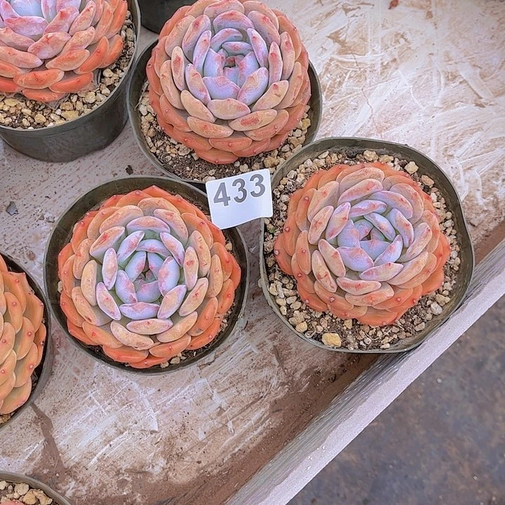 433橙子多肉植物组合