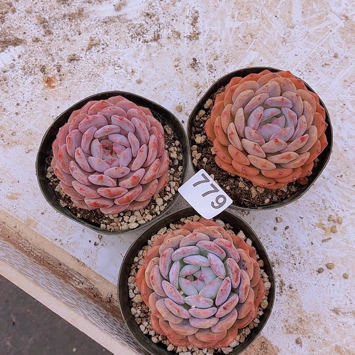 779橙子多肉植物组合