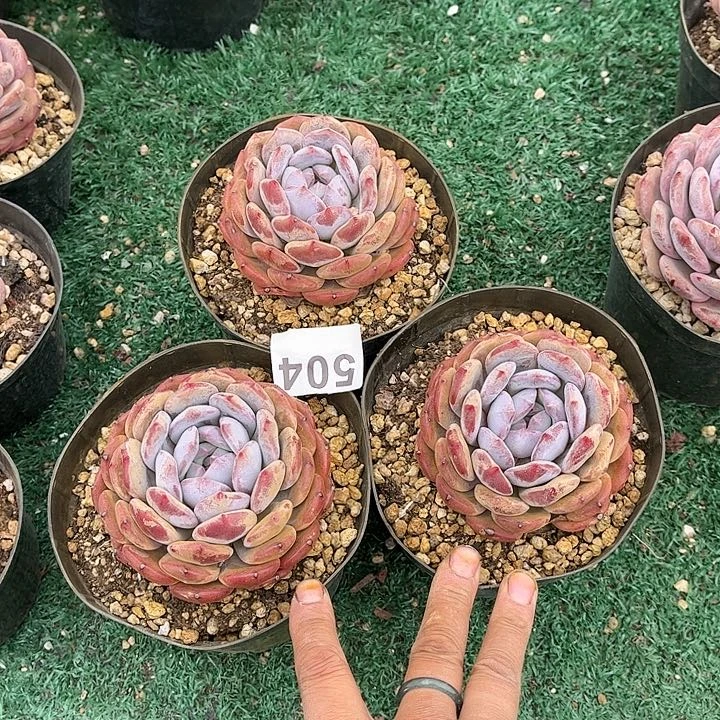 504橙子多肉植物组合