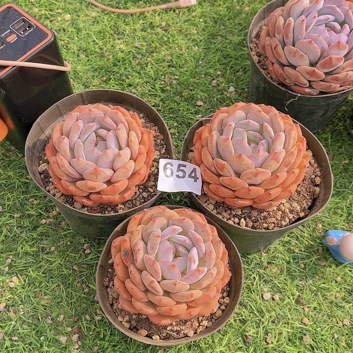 654橙子多肉植物组合