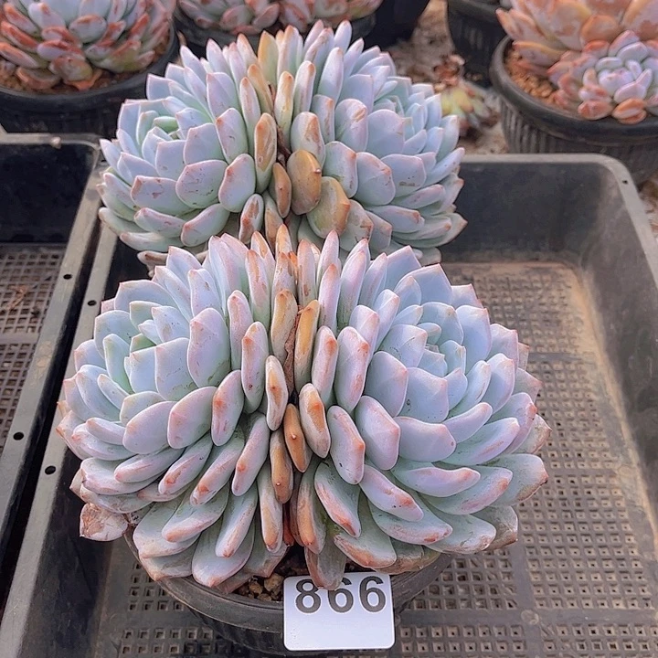 866橙子多肉植物组合