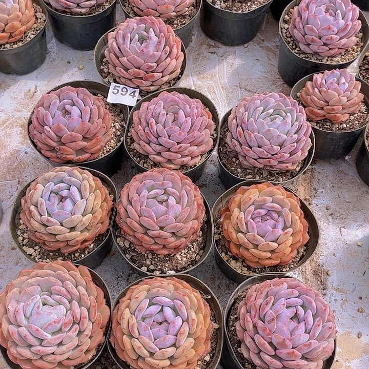 594橙子多肉植物组合，有晒伤