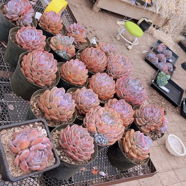 003橙子多肉植物组合