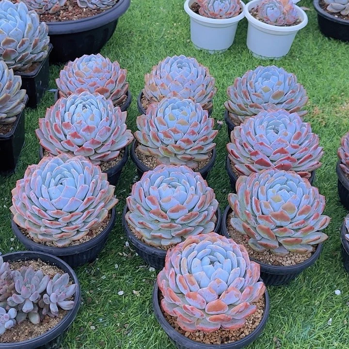 韩橙10颗多肉植物组合