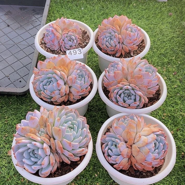 橙子6颗多肉植物组合