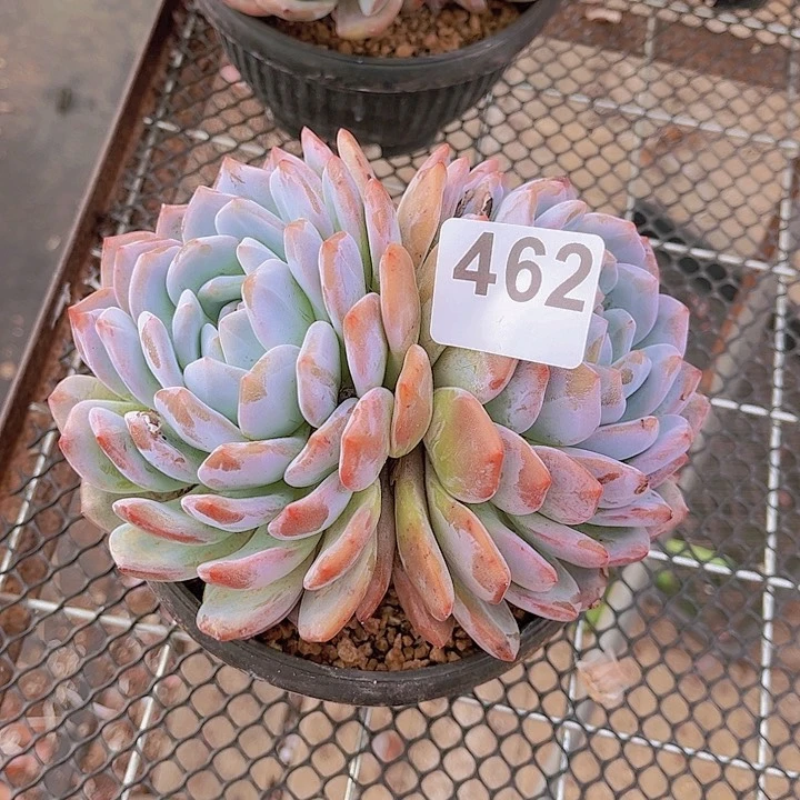 韩橙1多肉植物组合