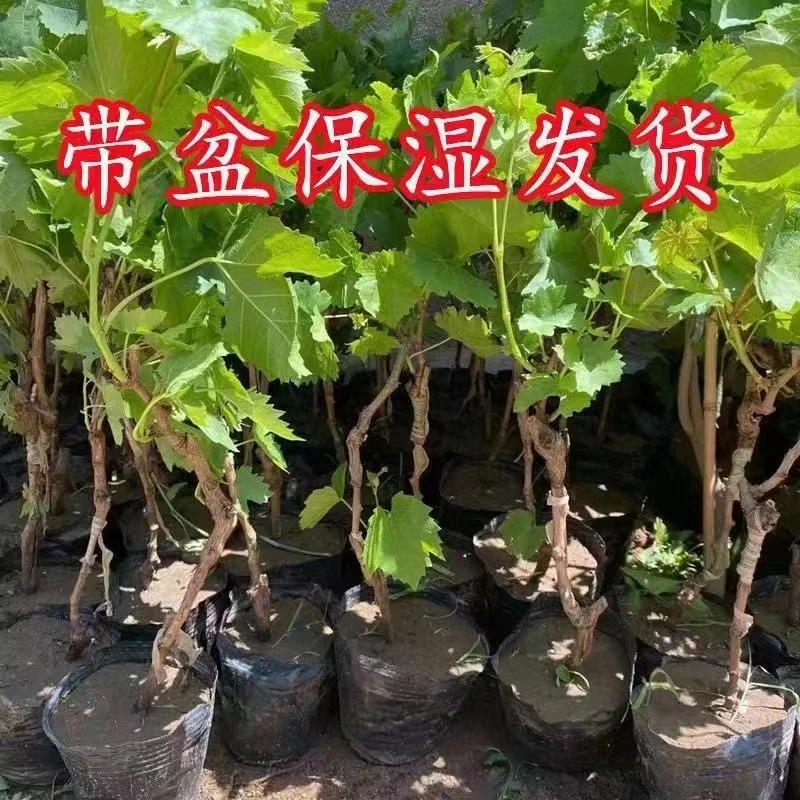 【优质嫁接葡萄苗】阳光玫瑰蓝宝石葡萄苗南北方种植