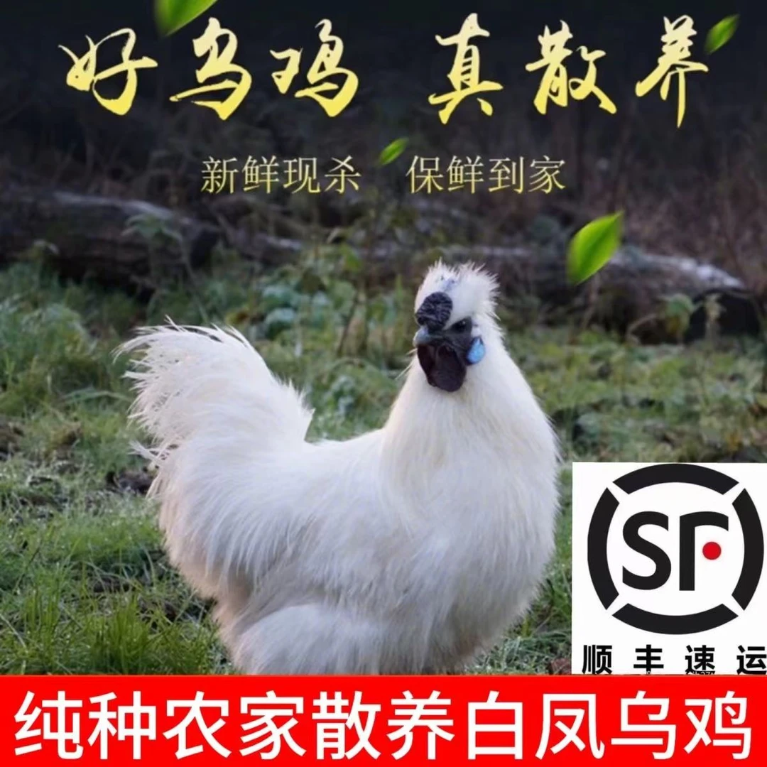 乌鸡整鸡现杀乌骨鸡散养