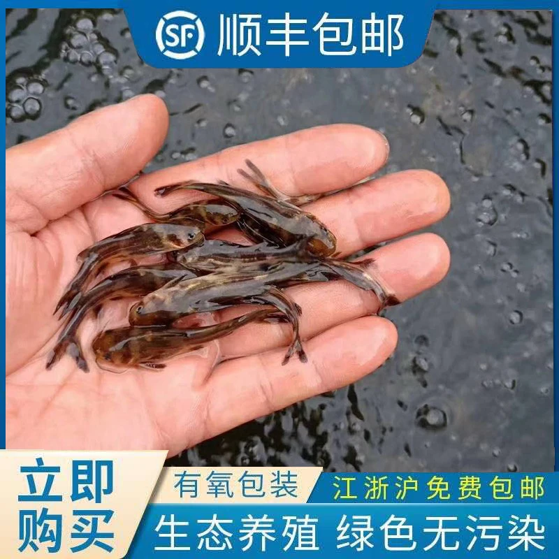 浙江湖州淡水养殖昂刺鱼黄颡鱼汪丁仔黄骨鱼黄辣丁昂刺鱼黄辣丁鱼