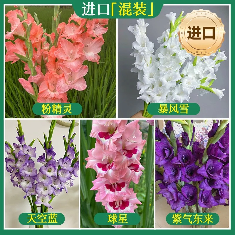 剑兰种球盆栽唐菖蒲种球类花卉进口十三太保球根花卉植物四季种植