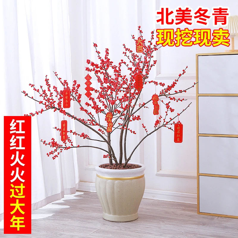 北美冬青盆栽红果冬青精品老桩盆景庭院盆栽欧洲红豆果带果发货