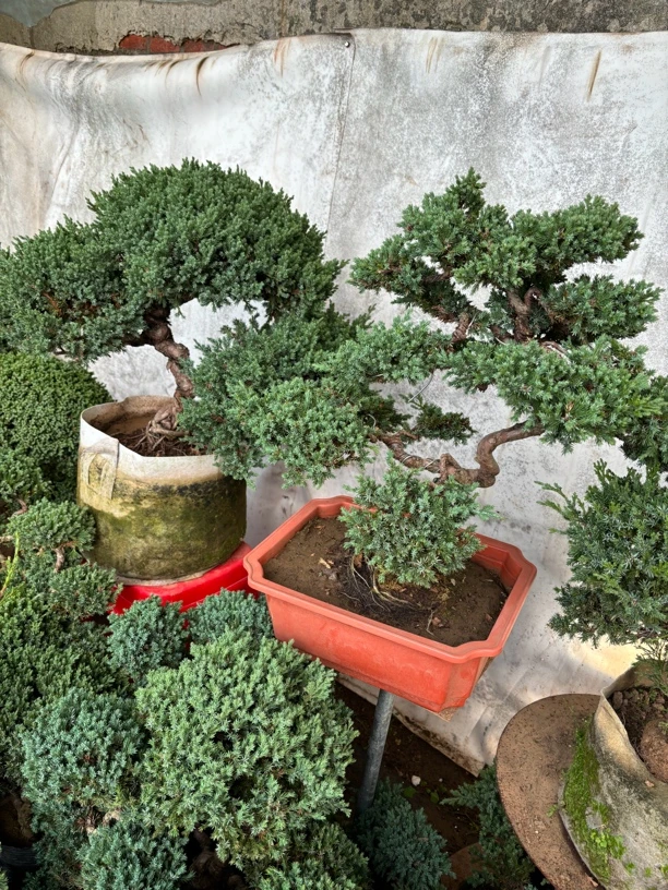 珍珠地柏大树型盆景