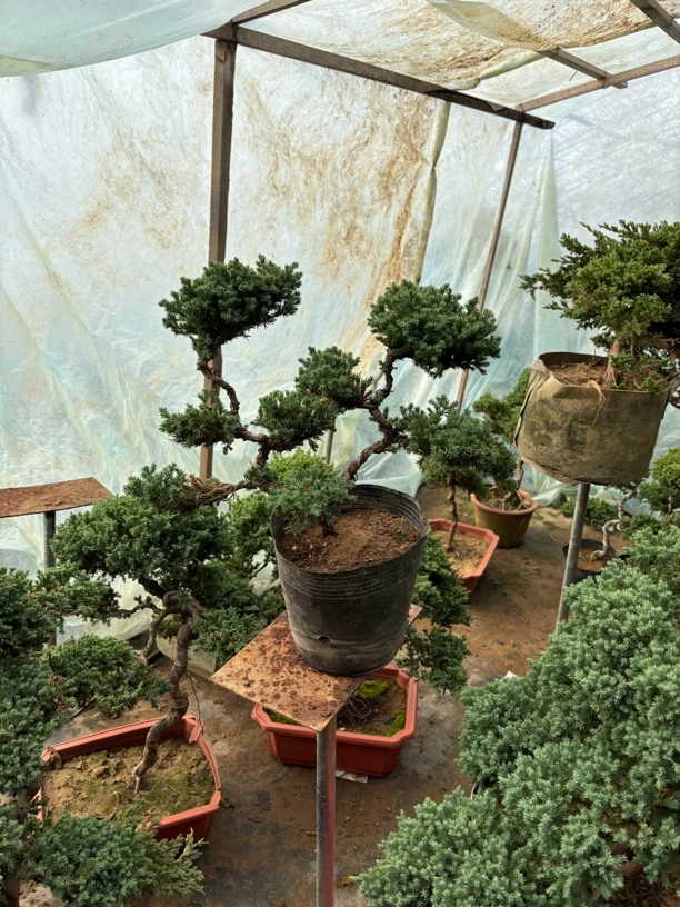 珍珠地柏双杆盆景