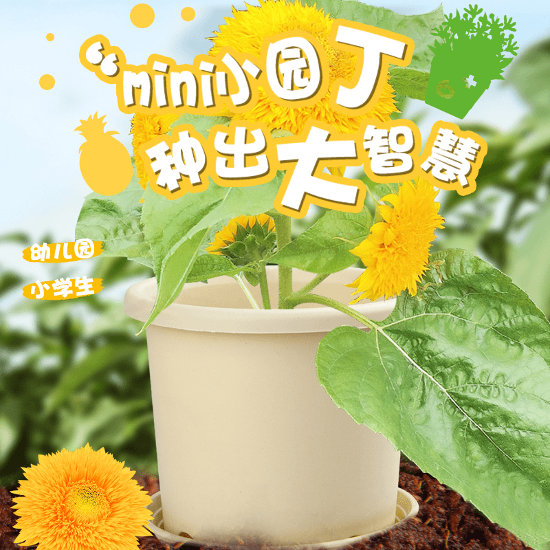 亲子菜园种植套装幼儿园小学DIY植物观察课教具创意儿童盆栽培养