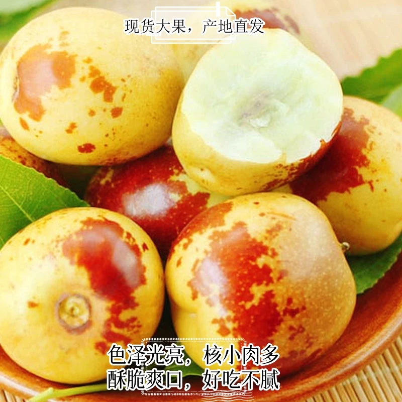 【现货】现摘山西庙上精品脆甜冬枣当季新鲜水果5斤自种农家