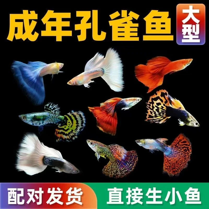 孔雀鱼观赏凤尾鱼小鱼纯种热带小型好养热带鱼耐活鱼苗观赏鱼孕母