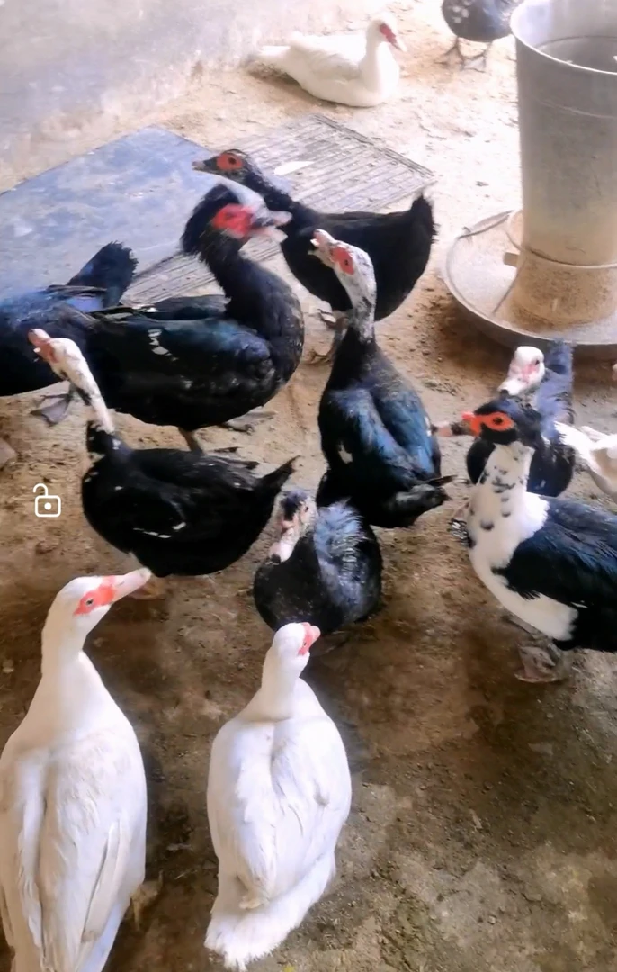 番鸭种蛋飞鸭火鸭蛋可孵化大体番鸭颜色多样黑白花咖灰各种羽色