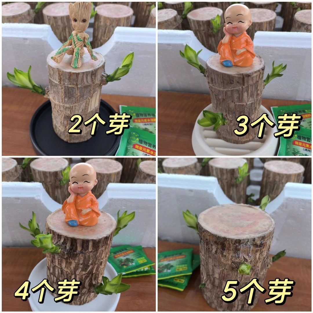 【带多芽发货】幸运巴西木带芽水养格鲁特室内好养活办公室桌面盆栽