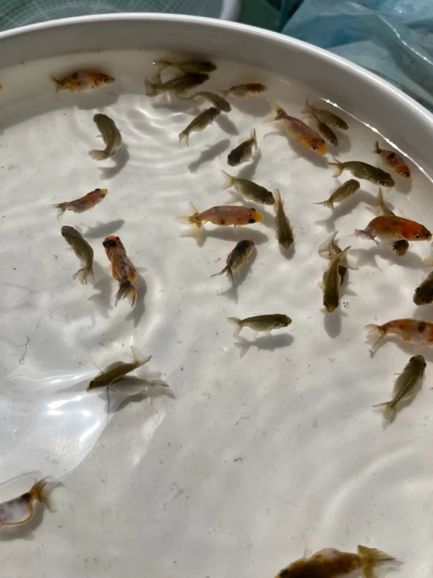 2cm金鱼观赏鱼金鱼冷水鱼练手渔场直发运输包活（拍开箱视频）