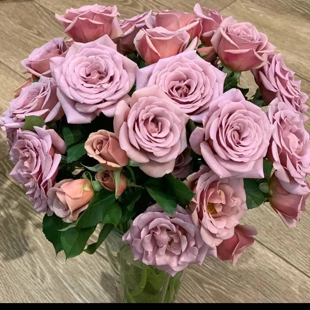 新品切花【可可洛可】复古咖啡色高杯大切花耐热阳台庭院月季