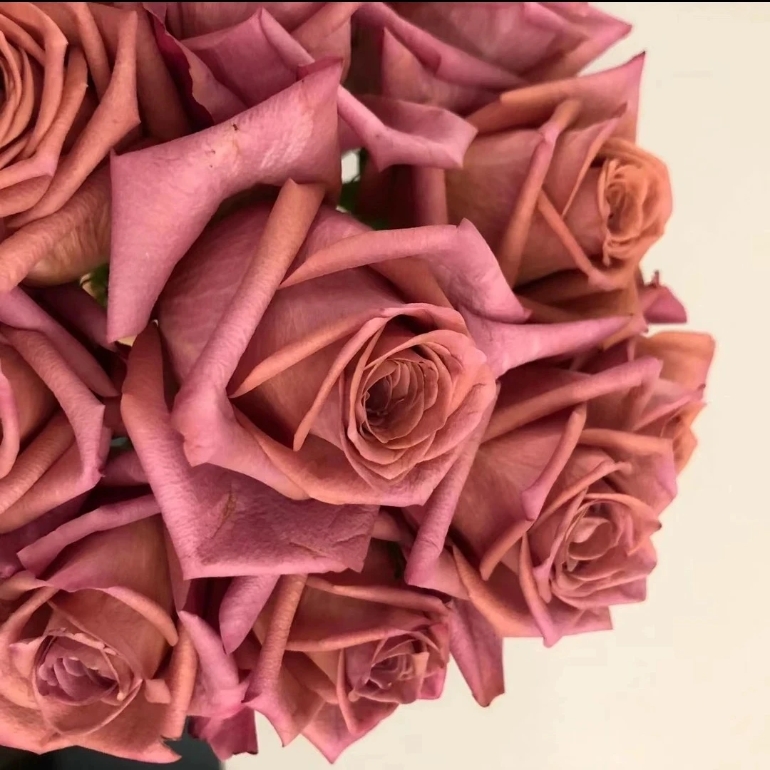 新品【咖啡师】超新品复古色切花庭院阳台耐热好养