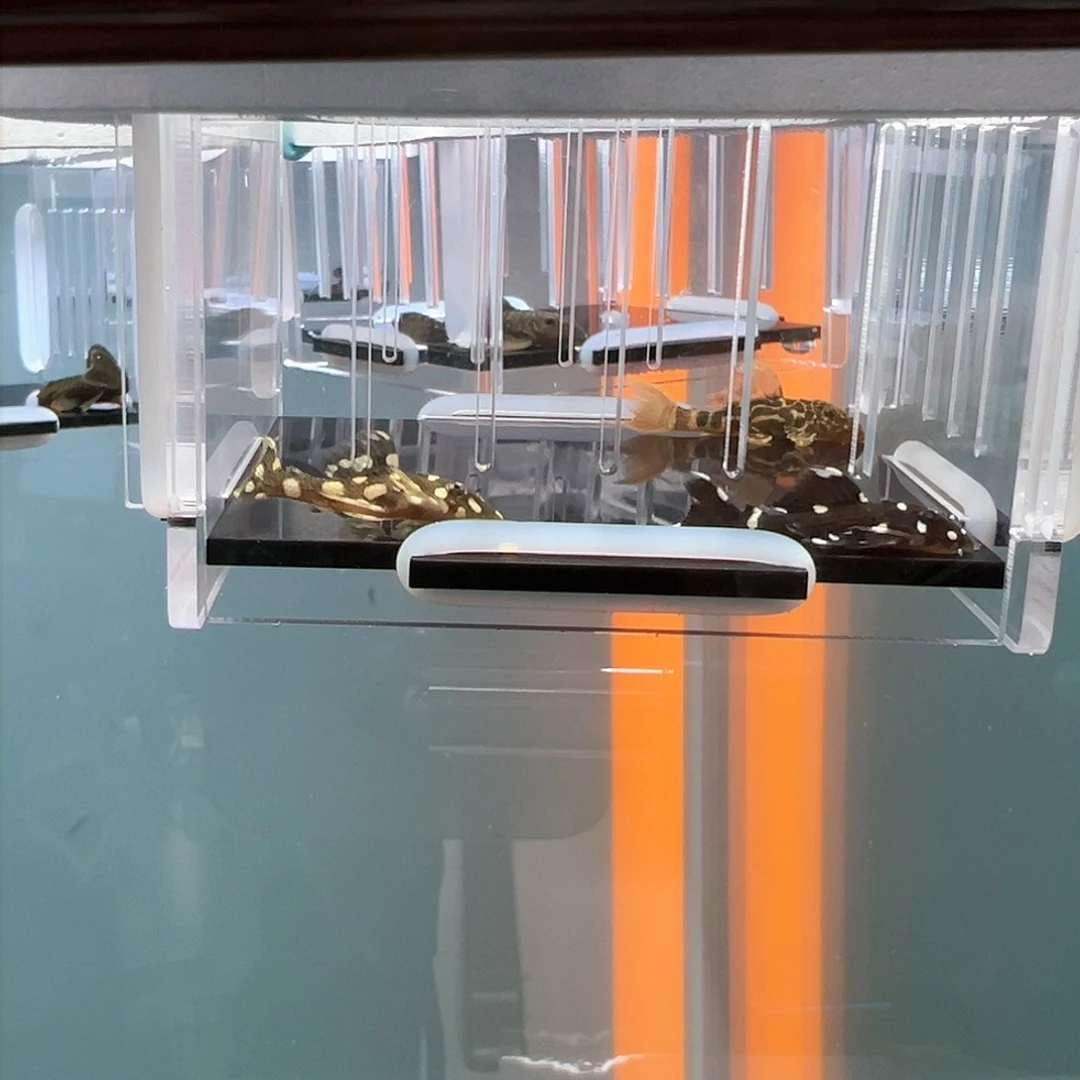 清道夫热带鱼不分公母3左右D*哥