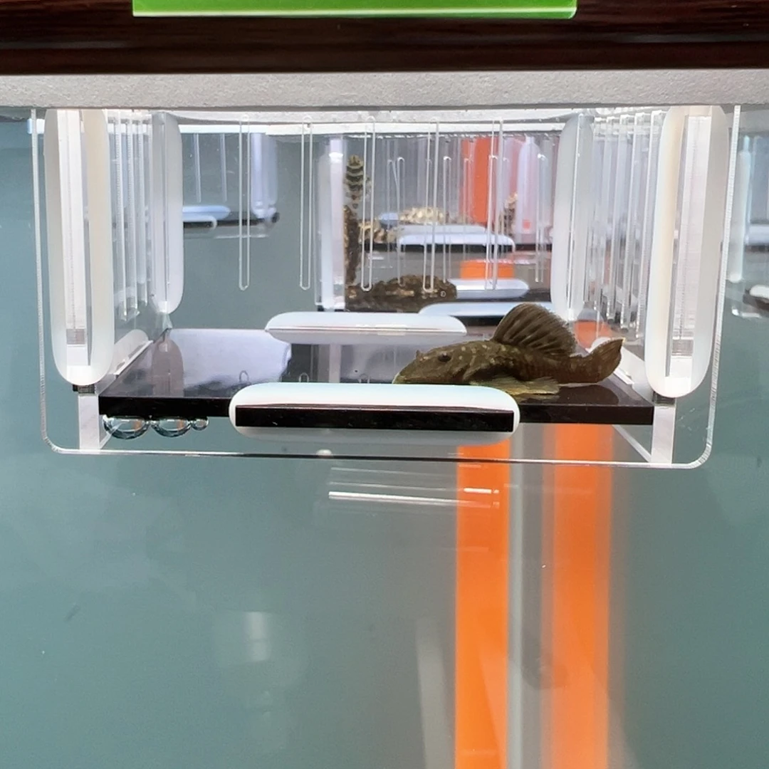 清道夫热带鱼不分公母4