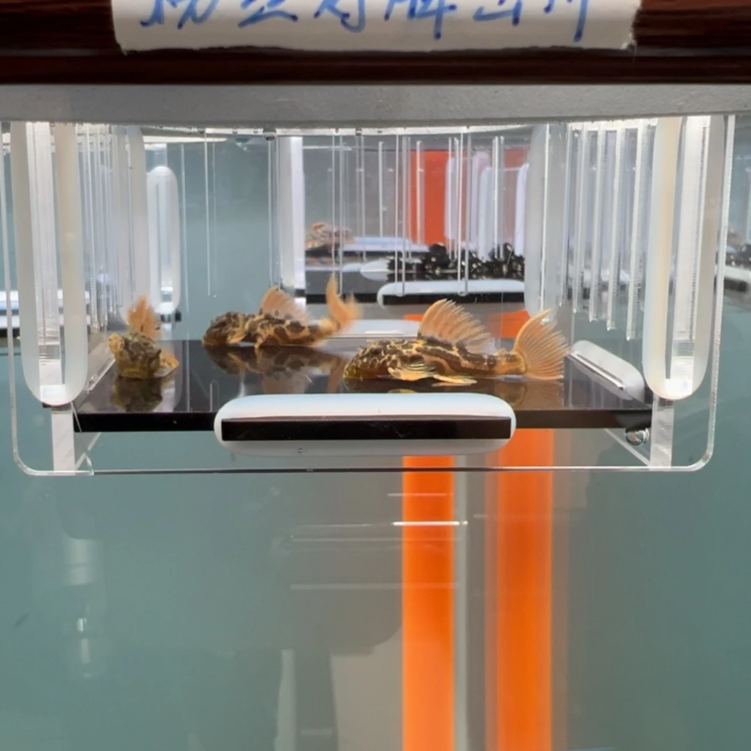 清道夫热带鱼不分公母3