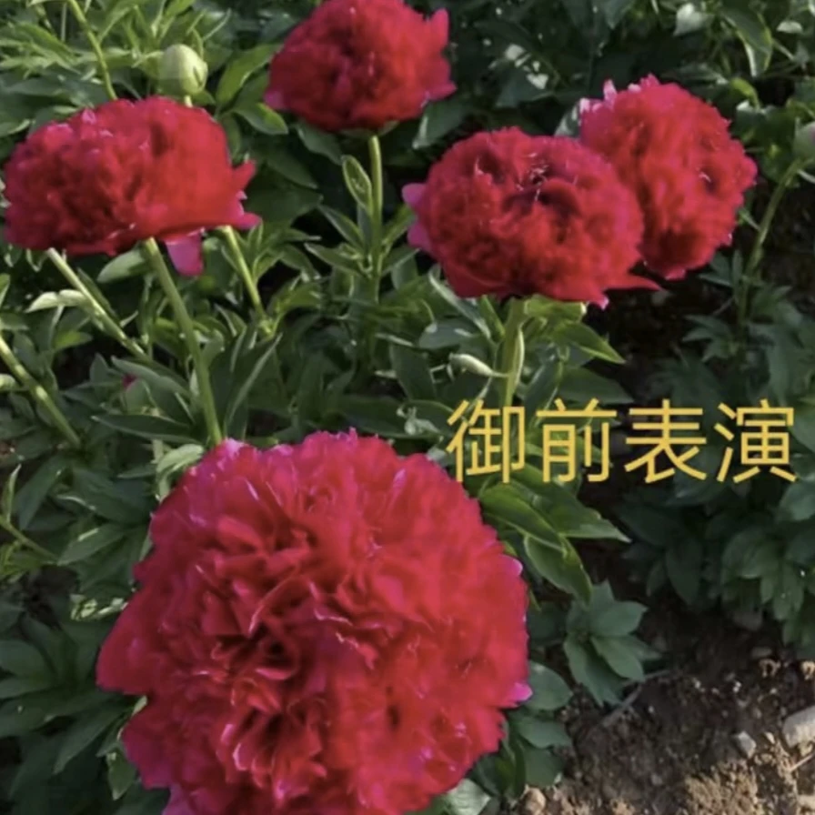 【御前表演】芍药进口品种现挖现发菏泽基地直发